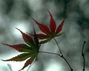 清澈（chè）的湖水